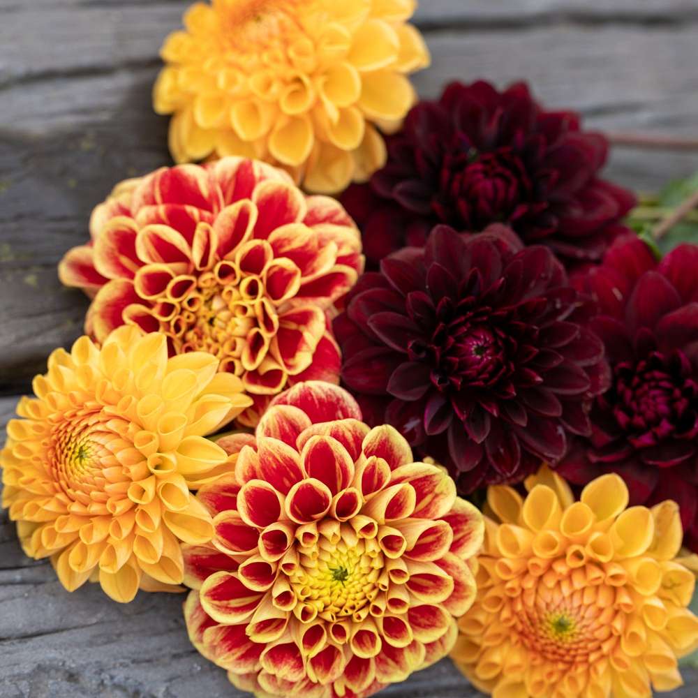 Dahliamix 'Dazzling Dusk'